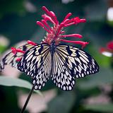 IMG 2125-4 : 2015, Butterflies, Butterfly Exhibit, Colorado, Denver