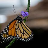 IMG 2155-15 : 2015, Butterflies, Butterfly Exhibit, Colorado, Denver
