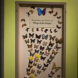IMG 2181-21 : 2015, Butterflies, Butterfly Exhibit, Colorado, Denver