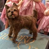 IMG 1892-11 : 2015, Asheville, Doll Show, June, North Carolina, Toto (Wizard of Oz)