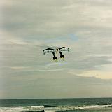 Kite-2 : 1998, Lincoln City, Oregon