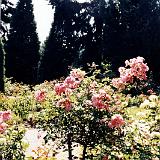 rose garden002-2 : 1998, Oregon, Portland, Rose Garden