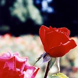 rose garden003-3 : 1998, Oregon, Portland, Rose Garden