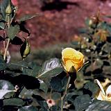 rose garden004-4 : 1998, Oregon, Portland, Rose Garden