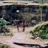 zoo 00 9-10 : 1998, Oregon, Portland, Zoo