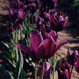 LadyOfTheNightTulip-2 : 1999, Oregon, Woodburn Tulips