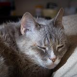 IMG 2236 : 2015, Heather, Knoxville, Pets, Tennessee