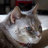 IMG 2242 : 2015, Heather, Knoxville, Pets, Tennessee