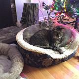 IMG 1696 : 2014, Christmas, Heather, Indy, Knoxville, Pets, Tara, Tennessee