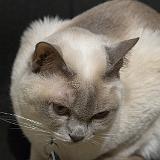 IMG 3022-1 : 2018, Indy, Knoxvile, Pets, Tennessee