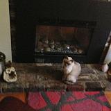 IndyAtFireplace-2 : Indy, Knoxville, Tennessee