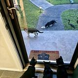 IMG E7626 : Knoxville, Summer, Jackson, Pets, 2024