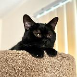 IMG E7884 : Knoxville, Jackson, Pets, 2024