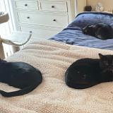 IMG E8152 : Knoxville, Austin, Midnight Austin K13, Summer, Jackson, Austin K13, Pets, 2024