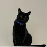 IMG E8198 : Knoxville, Jackson, Pets, 2024