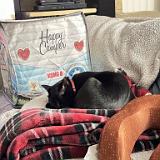 IMG 8358-exposure : Pets, Tennessee, Austin, Knoxville, Austin K13, Midnight Austin K13