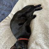 IMG 8649-exposure : Pets, Tennessee, Austin, 2025, Knoxville, Austin K13, Midnight Austin K13