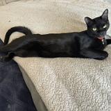 IMG 8650-exposure : Pets, Tennessee, Austin, 2025, Knoxville, Austin K13, Midnight Austin K13