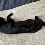 IMG 8686-exposure : Pets, Tennessee, Austin, 2025, Knoxville, Austin K13, Midnight Austin K13