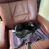 IMG 8780-exposure : Pets, Tennessee, Austin, 2025, Knoxville, Austin K13, Midnight Austin K13