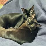 IMG 8790-exposure : Pets, Tennessee, Austin, 2025, Knoxville, Austin K13, Summer, Midnight Austin K13