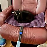 IMG 8793-exposure : Pets, Tennessee, Austin, 2025, Knoxville, Austin K13, Midnight Austin K13