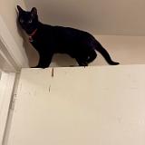 IMG 8876-exposure : Pets, Tennessee, Austin, Knoxville, Austin K13, Midnight Austin K13