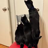 IMG 8919-exposure : Pets, Tennessee, Austin, Knoxville, Jackson, Austin K13, Summer, Midnight Austin K13