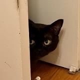 IMG 9026-exposure : Pets, Austin, Knoxville, Austin K13, Midnight Austin K13