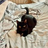 IMG 9081-exposure : Pets, Austin, Knoxville, Austin K13, Midnight Austin K13