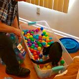 IMG E3048-0091 : Pets, Tennessee, 2019, Knoxxville, Austin K13, Ballpit