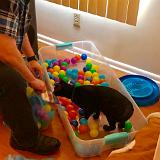 IMG E3049-0092 : Pets, Tennessee, 2019, Knoxxville, Austin K13, Ballpit