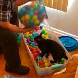IMG E3050-0093 : Pets, Tennessee, 2019, Knoxxville, Austin K13, Ballpit