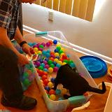 IMG E3051-0094 : Pets, Tennessee, 2019, Knoxxville, Austin K13, Ballpit