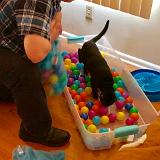 IMG E3052-0095 : Pets, Tennessee, 2019, Knoxxville, Austin K13, Ballpit