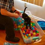 IMG E3053-0096 : Pets, Tennessee, 2019, Knoxxville, Austin K13, Ballpit