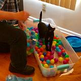 IMG E3054-0097 : Pets, Tennessee, 2019, Knoxxville, Austin K13, Ballpit