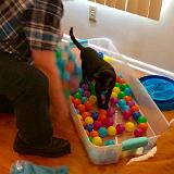IMG E3055-0098 : Pets, Tennessee, 2019, Knoxxville, Austin K13, Ballpit