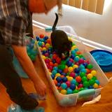 IMG E3056-0027 : Pets, Knoxxville, Ballpit, 2019, Austin K13, Tennessee