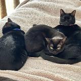 IMG E8309-exposure : Pets, Tennessee, Austin, Knoxville, Jackson, Austin K13, Summer, Midnight Austin K13