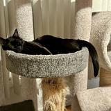 IMG E8509-exposure : Pets, Tennessee, Austin, 2025, Knoxville, Austin K13, Midnight Austin K13