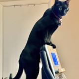 IMG E8511-exposure : Pets, Tennessee, Austin, 2025, Knoxville, Austin K13, Midnight Austin K13