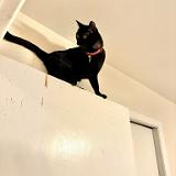 IMG E8526-exposure : Pets, Tennessee, Austin, 2025, Knoxville, Austin K13, Midnight Austin K13