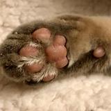 IMG E2655-0011 : Pets, Paw, Knoxxville, 2019, Reese, Tennessee, toe Beans