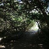yew tree entrance