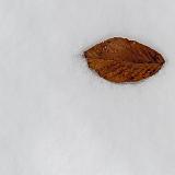IMG 1529-5 : 2014, February 2016 Show, Knoxville, Leaf on Snow, Snow, Tennessee, Winter