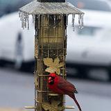 IMG 0060-2 : Birds, Knoxville, Tennessee