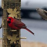 IMG 0066-4 : Birds, Knoxville, Tennessee