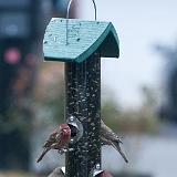 IMG 5676 : Birds, Knoxville, Tennessee, Winter