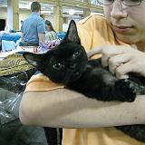 IMG 0922-7 : Cat Show, Knoxville, Tennessee